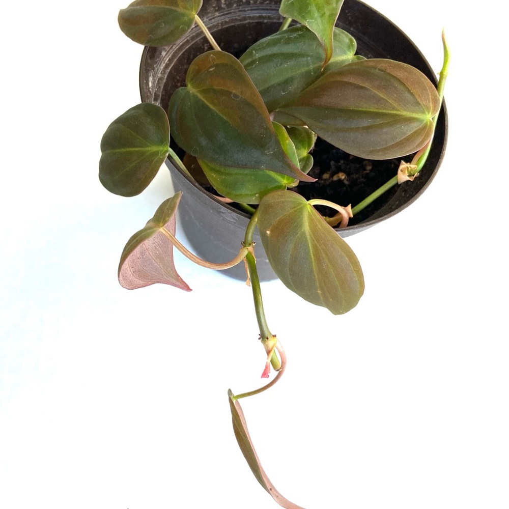 Philodendron Micans 💚 ‼️SOLD‼️